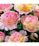 Peony Raspberry Sundae Fragrant Raspberry Pink White Bareroot 2 3Eye Fre... - $57.67