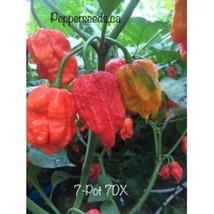 25 Seeeds 7Dx Pepper Seeds Fresh Seeds - £5.46 GBP