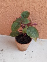 3  Shiso Perilla Live Plants in Pot Green Purple Beefsteak 8&quot;-10&quot; Starter Tía Tô - £15.97 GBP