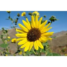 Wild Sunflower Helianthus annuus 20 Seeds GTL09 - £23.86 GBP