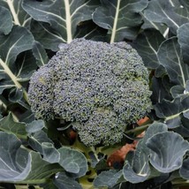 Organic Broccoli Waltham 29 Vegetable Seeds Packet 1 Gram Green Waterfall Fresh  - $8.00