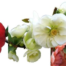 Double Take Flowering Quince Collection 3 Plants 4 Inch Pots Scarlet White Peach - $107.67