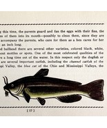 Bullhead Catfish 1939 Fresh Water Fish Art Gordon Ertz Color Plate Print... - €25,76 EUR