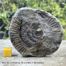 Ammonite Fossil Half, Marine Animal, Genuine UK Jurassic Specimen, Certi... - £9.87 GBP