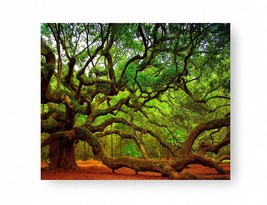 John&#39;S Island Charleston Sc, 8X10 Inches -Unframed, Angel Oak Tree Photo, Live - £35.94 GBP