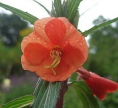 Oenothera Versicolor Sunset Boulevard Evening Primrose 100 Seeds Garden Beautifu - $21.86