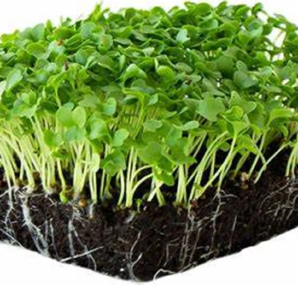 Vates Blue Scotch Curled Kale Microgreen Non-GMO Heirloom 50 Seeds Easy ... - £6.25 GBP