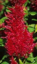 Thjar 40+ Celosia Plumed Red Flamingo / SELF-SEEDING Annual Flower Seeds - $6.99