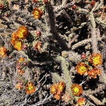 New Fresh USA Seller Buckhorn Cholla Staghorn Cholla Or Cylindropuntia Acanthoca - £21.49 GBP