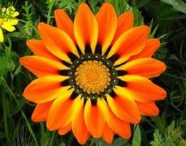 HS 30+ Orange Peacock Gazania Flower Seeds / Drought Tolerant / Reseeding Annual - £3.77 GBP