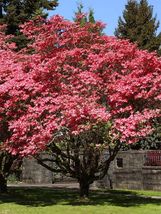 10 Ruby Red Dogwood Tree Seeds Garden Planting Trees - £10.71 GBP
