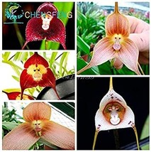 5 pcs/Bag Mixed Colourful Monkey Face Orchid Plants Red Cream Potted Peru Flower - £6.02 GBP