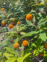 Globosa Orange Ball Tree 20 Seeds 100 Seeds Per Pack - Hot Deal - $348.57 MXN