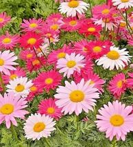 Shipped From Us 400+ROBINSON&#39;S Giant Mix 3&quot; White Pinks Reds Flower Seeds, CB08 - £13.58 GBP