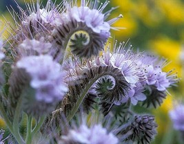 HS Lacy Scorpion-Weed (Phacelia Tanacetifolia) 50+ Seeds - $5.99