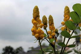 Tropical Seeds - 10 Christmas Candle Flower Seeds  -Cassia alata - £3.89 GBP