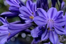 25+ AGAPANTHUS PURPLE LILY OF THE NILE FLOWER SEEDS  - $9.84