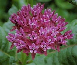 FROM US 12 Seeds Purple Milkweed (Asclepias purpurascens) GV18 - £50.98 GBP