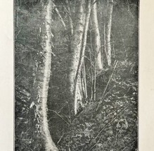 1917 Birch Bark Peeling Trees Lithograph Print Antique Nature Ephemera 8 x 5&quot; - £15.97 GBP