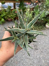 Aloe Purple Haze Hybrid Aloe 3.5&quot; Pot Live Plant - $9.90