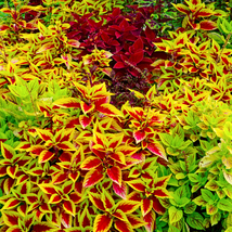 Rainbow Mixed Coleus - 100 Seeds - $6.00