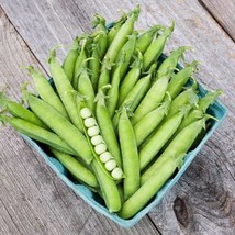 New Fresh USA Seller 50Sugar Ann Snap Pea Seeds - £10.59 GBP