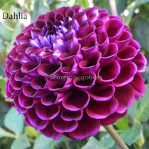 Alveolate Purple Dahlia Flower 50 Seeds E3654 Garden USA Shipping - $5.44