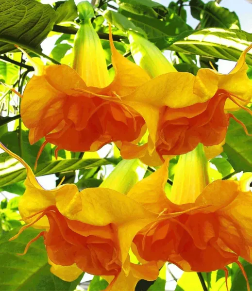 New Fresh 10 Dbl Bright Yellow Orange Angel Trumpet Seeds Flowers Seed Flowe - £10.64 GBP