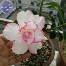 New Fresh Pink Lover Water Pink White Desert Rose Adenium With Rose Pink... - $77.54 MXN