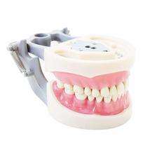 Dental Typodont Teeth Model 200 Type Kilgore Nissin Removable Teeth Suitable for - £31.17 GBP