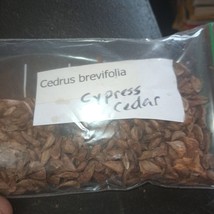 Fresh New Cypress Cedar Tree Seeds Cedrus Brevifolia - £14.00 GBP