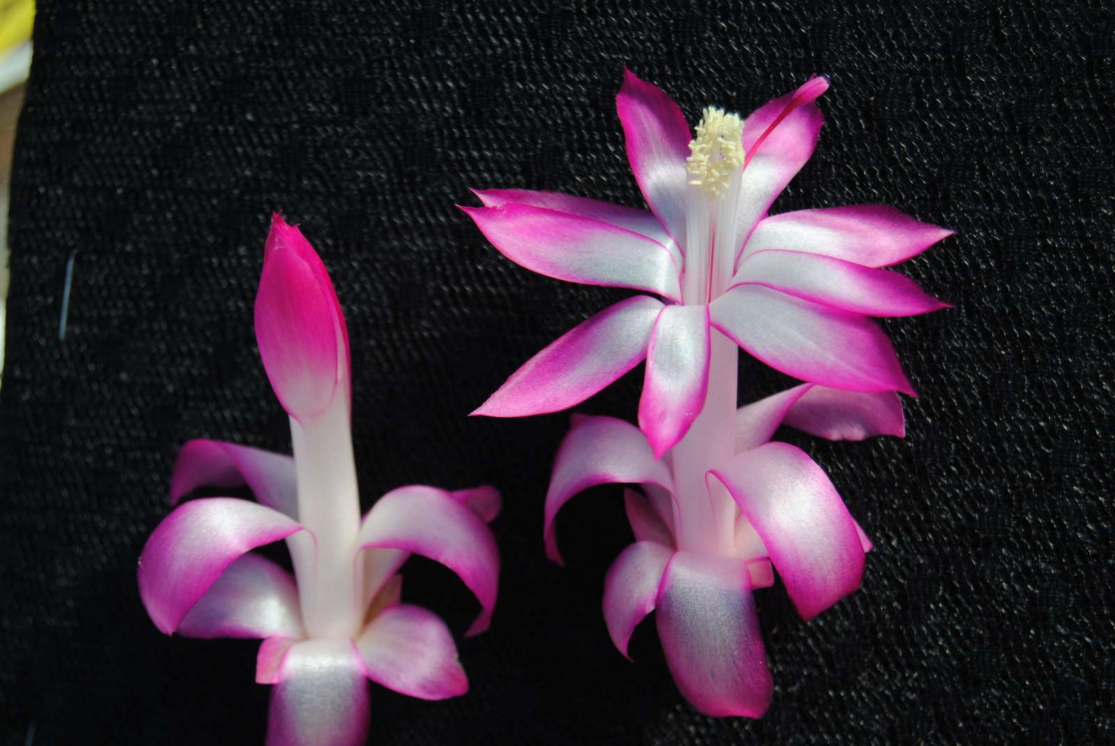 Proud Mary~~Christmas Cactus Well Rooted Starter Plant~~ Schlumbergera T... - $17.99