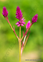 BStore 20 Seeds Store Exotic Celosia Spicata Flamingo Feather Purple Pink Fuschi - $15.08