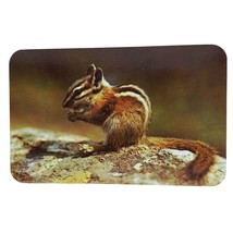 Postcard Chipmunk Eating Nuts Universal Pet In The Mountains Chrome Unpo... - $4.84