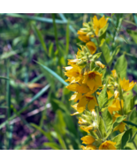 Lysimachia Punctata Perennial 100 PCS Seeds - €9,92 EUR