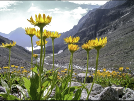 Arnica / Mountain Tobacco (Arnica Montana) - 10 seeds - £6.27 GBP