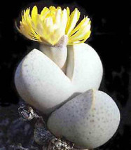 HOT Dinteranthus wilmotianus exotic living stone rock mesembs cacti seed... - $19.00