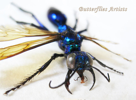 King Wasps Metallic Blue Green Chalybion Japonicum RARE Entomology Shadowbox - £140.95 GBP