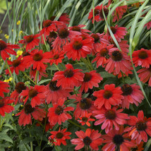 50 Bright Red Coneflower Seeds Echinacea Flowers Perennial - $12.00