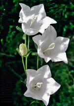 White Peach Leaf Bellflower 250 Seeds Large Bell Flowers Fresh Garden - $13.69