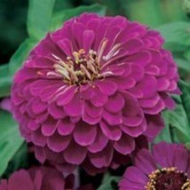 HS Zinnia Purple Prince 100 Seeds  - £4.73 GBP