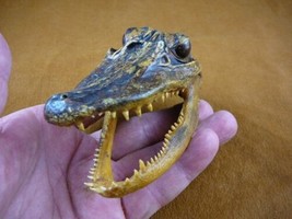 G-Def-276) 4-1/8&quot; Deformed Gator ALLIGATOR HEAD jaw teeth TAXIDERMY weir... - £30.13 GBP