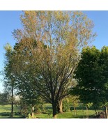 Willow 10-20 Cuttings for Planting- fast Growing Super Willow Tree 4 Lar... - €7,34 EUR+