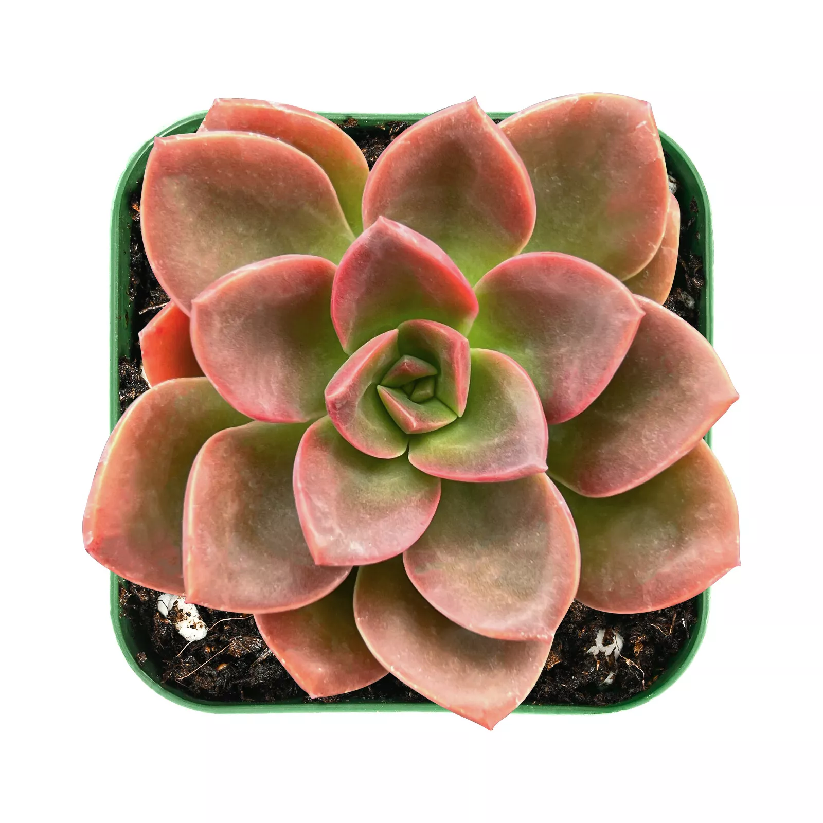 Live Echeveria Melaco Succulent Plants Rooted in 2&#39;&#39; Plant Pot For Indoo... - $26.00