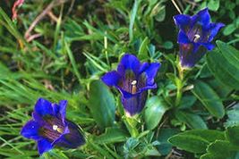 Gentian- Stemless- 25 seeds Tera Store - $5.99