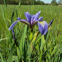 Iris Versicolor Northern Blue Flag Liver Lily Water Iris 10 Seeds Usa Fast Shipp - $19.20