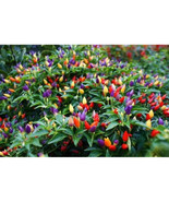 25+ Bolivian Rainbow Hot Pepper Seeds – Colorful Edible Ornamental - $23.13 CAD