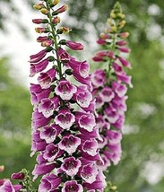 50 Digitalis Thapsi Rspberry With Maroon Spots Flower Seeds PerennialFrom US  - $8.35