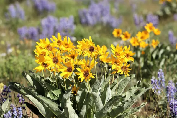 50 Arrowleaf Balsamroot Oregon Sunflower Balsamorhiza Sagittata Flower S... - $8.00