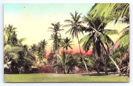 Postcard Palms in Winter Park Florida Hand-colored FL Sunny Scenes Inc - £5.00 GBP